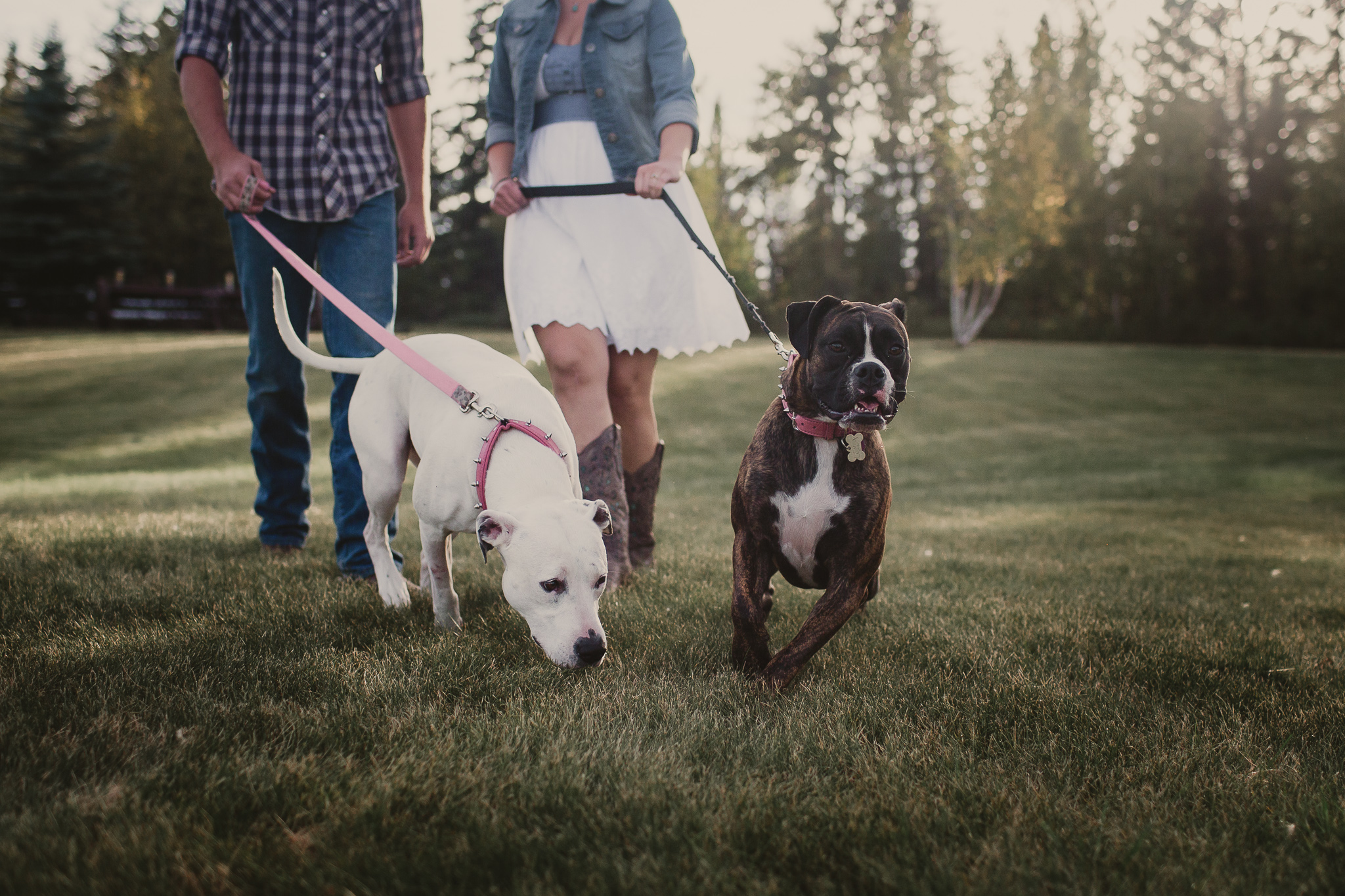 couple with 2 dogs